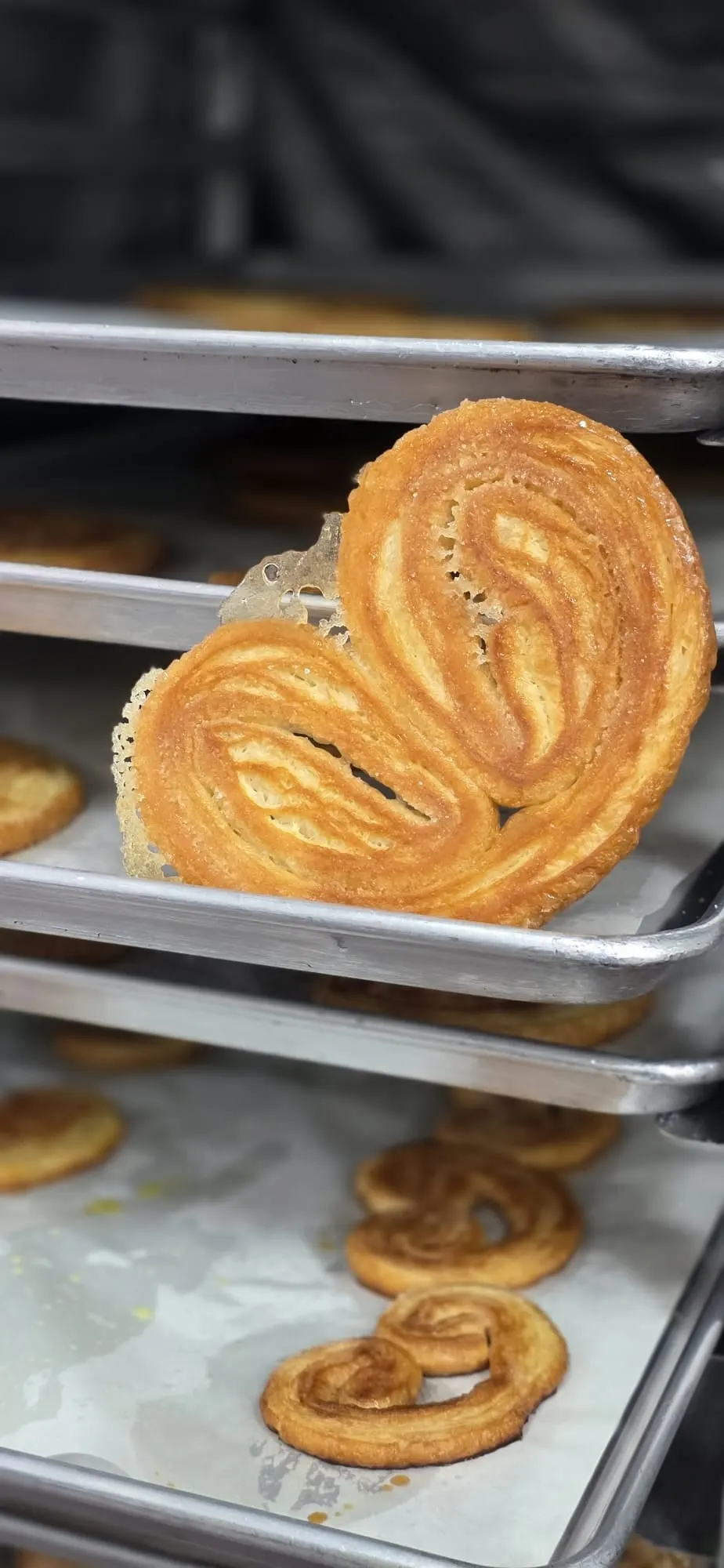 Palmiers
